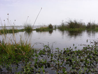 Schwimmender Pflanzenteppich