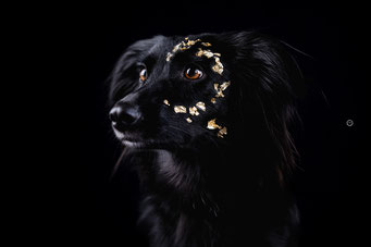 sophart-photography / Studio Hundefotoshooting
