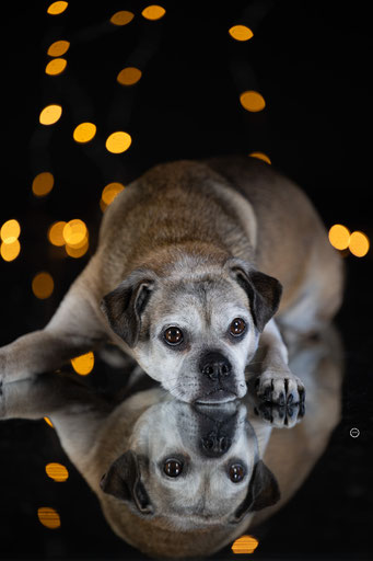 sophart-photography / Studio Hundefotoshooting