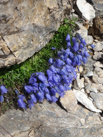 Campanules de Scheuchzer