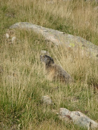 Marmotte !