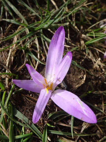 Colchique des Pyrénées