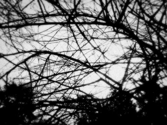 A Forest