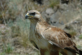 Buse féroce (Buteo rufinus)