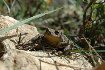 Bufo rana