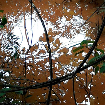 Gold nature - photographies - 2018