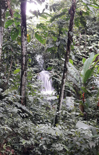 Guyane 2019- 2020