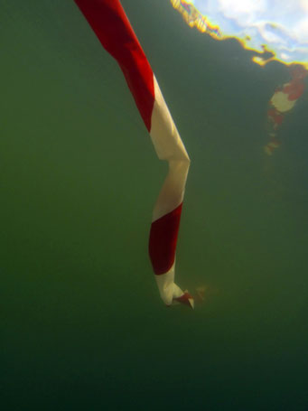 Serpent de mer - photographies - 2017