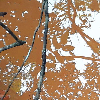 Gold nature - photographies - 2018