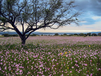 Arbol-flores Norma Suárez fotógrafa