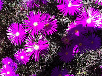 Flores moradas en Pozos