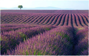 Lavanda Project