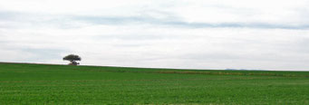 Campos de Alfalfa