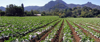 Tepoztlan, Mor