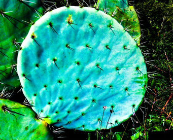 Nopal redondo