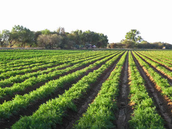 Campos de Zanahoria