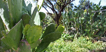 Posada Corazón