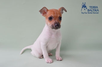 #тойфокстерьер #амертой #террабалтика #toyfoxterrier #terrabaltika #puppies #kennel #маленькаясобака #минипорода #маленькаяпородасобак #собачканамаленькихножках #американскийтойфокстерьер #тойфокс #americantoyfoxterrier