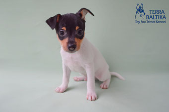 #тойфокстерьер #амертой #террабалтика #toyfoxterrier #terrabaltika #puppies #kennel #маленькаясобака #минипорода #маленькаяпородасобак #собачканамаленькихножках #американскийтойфокстерьер #тойфокс #americantoyfoxterrier