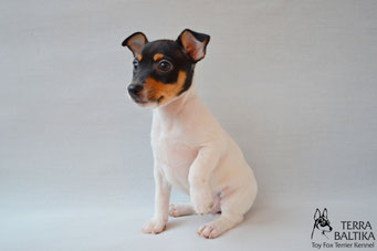 #тойфокстерьер #амертой #террабалтика #toyfoxterrier #terrabaltika #puppies #kennel #маленькаясобака #минипорода #маленькаяпородасобак #собачканамаленькихножках #американскийтойфокстерьер #тойфокс #americantoyfoxterrier