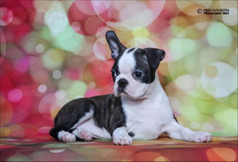 бостон терьер, бостонский терьер, boston terrier, бостон, щенки бостона, питомник бостонов