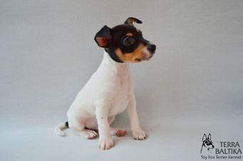 #тойфокстерьер #амертой #террабалтика #toyfoxterrier #terrabaltika #puppies #kennel #маленькаясобака #минипорода #маленькаяпородасобак #собачканамаленькихножках #американскийтойфокстерьер #тойфокс #americantoyfoxterrier