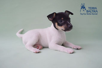 #тойфокстерьер #амертой #террабалтика #toyfoxterrier #terrabaltika #puppies #kennel #маленькаясобака #минипорода #маленькаяпородасобак #собачканамаленькихножках #американскийтойфокстерьер #тойфокс #americantoyfoxterrier