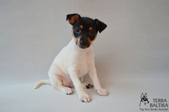 #тойфокстерьер #амертой #террабалтика #toyfoxterrier #terrabaltika #puppies #kennel #маленькаясобака #минипорода #маленькаяпородасобак #собачканамаленькихножках #американскийтойфокстерьер #тойфокс #americantoyfoxterrier
