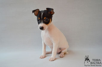 #тойфокстерьер #амертой #террабалтика #toyfoxterrier #terrabaltika #puppies #kennel #маленькаясобака #минипорода #маленькаяпородасобак #собачканамаленькихножках #американскийтойфокстерьер #тойфокс #americantoyfoxterrier
