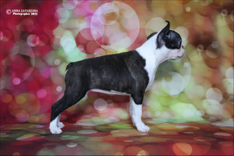 бостон терьер, бостонский терьер, boston terrier, бостон, щенки бостона, питомник бостонов