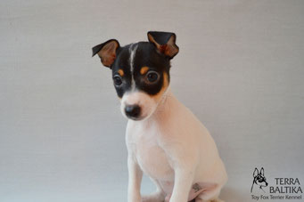 #тойфокстерьер #амертой #террабалтика #toyfoxterrier #terrabaltika #puppies #kennel #маленькаясобака #минипорода #маленькаяпородасобак #собачканамаленькихножках #американскийтойфокстерьер #тойфокс #americantoyfoxterrier