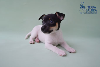 #тойфокстерьер #амертой #террабалтика #toyfoxterrier #terrabaltika #puppies #kennel #маленькаясобака #минипорода #маленькаяпородасобак #собачканамаленькихножках #американскийтойфокстерьер #тойфокс #americantoyfoxterrier