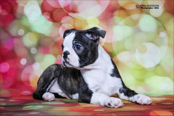 бостон терьер, бостонский терьер, boston terrier, бостон, щенки бостона, питомник бостонов