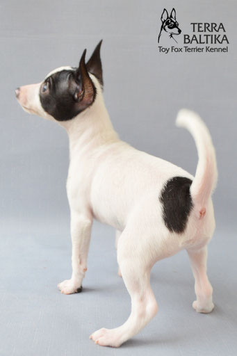 #тойфокстерьер #амертой #террабалтика #toyfoxterrier #terrabaltika #puppies #kennel