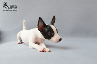 #тойфокстерьер #амертой #террабалтика #toyfoxterrier #terrabaltika #puppies #kennel
