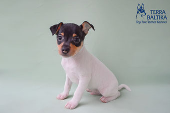 #тойфокстерьер #амертой #террабалтика #toyfoxterrier #terrabaltika #puppies #kennel #маленькаясобака #минипорода #маленькаяпородасобак #собачканамаленькихножках #американскийтойфокстерьер #тойфокс #americantoyfoxterrier