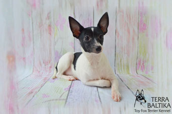 #тойфокстерьер #амертой #террабалтика #toyfoxterrier #terrabaltika #puppies #kennel