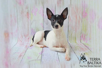 #тойфокстерьер #амертой #террабалтика #toyfoxterrier #terrabaltika #puppies #kennel
