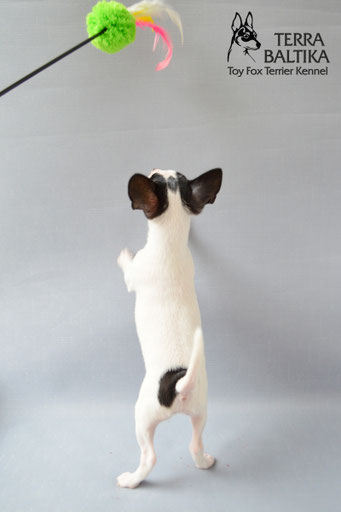 #тойфокстерьер #амертой #террабалтика #toyfoxterrier #terrabaltika #puppies #kennel