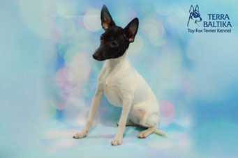 #тойфокстерьер #амертой #террабалтика #toyfoxterrier #terrabaltika #puppies #kennel