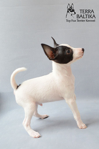 #тойфокстерьер #амертой #террабалтика #toyfoxterrier #terrabaltika #puppies #kennel