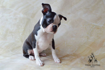 бостон терьер, бостонский терьер, boston terrier, бостон, щенки бостона, питомник бостоновбостон терьер, бостонский терьер, boston terrier, бостон, щенки бостона, питомник бостонов
