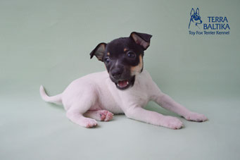 #тойфокстерьер #амертой #террабалтика #toyfoxterrier #terrabaltika #puppies #kennel #маленькаясобака #минипорода #маленькаяпородасобак #собачканамаленькихножках #американскийтойфокстерьер #тойфокс #americantoyfoxterrier