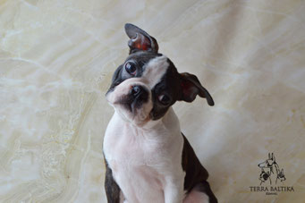 бостон терьер, бостонский терьер, boston terrier, бостон, щенки бостона, питомник бостонов