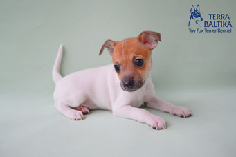 #тойфокстерьер #амертой #террабалтика #toyfoxterrier #terrabaltika #puppies #kennel #маленькаясобака #минипорода #маленькаяпородасобак #собачканамаленькихножках #американскийтойфокстерьер #тойфокс #americantoyfoxterrier