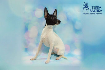 #тойфокстерьер #амертой #террабалтика #toyfoxterrier #terrabaltika #puppies #kennel