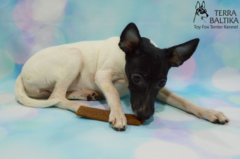 #тойфокстерьер #амертой #террабалтика #toyfoxterrier #terrabaltika #puppies #kennel