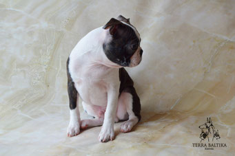 бостон терьер, бостонский терьер, boston terrier, бостон, щенки бостона, питомник бостонов