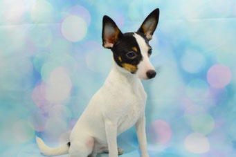 #тойфокстерьер #амертой #террабалтика #toyfoxterrier #terrabaltika #puppies #kennel