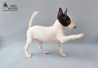 #тойфокстерьер #амертой #террабалтика #toyfoxterrier #terrabaltika #puppies #kennel